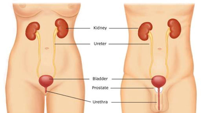 Urinproblem orsakas normalt av en dysfunktion i urinsystemet.