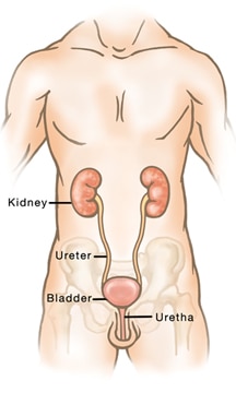 urinär – manlig kropp